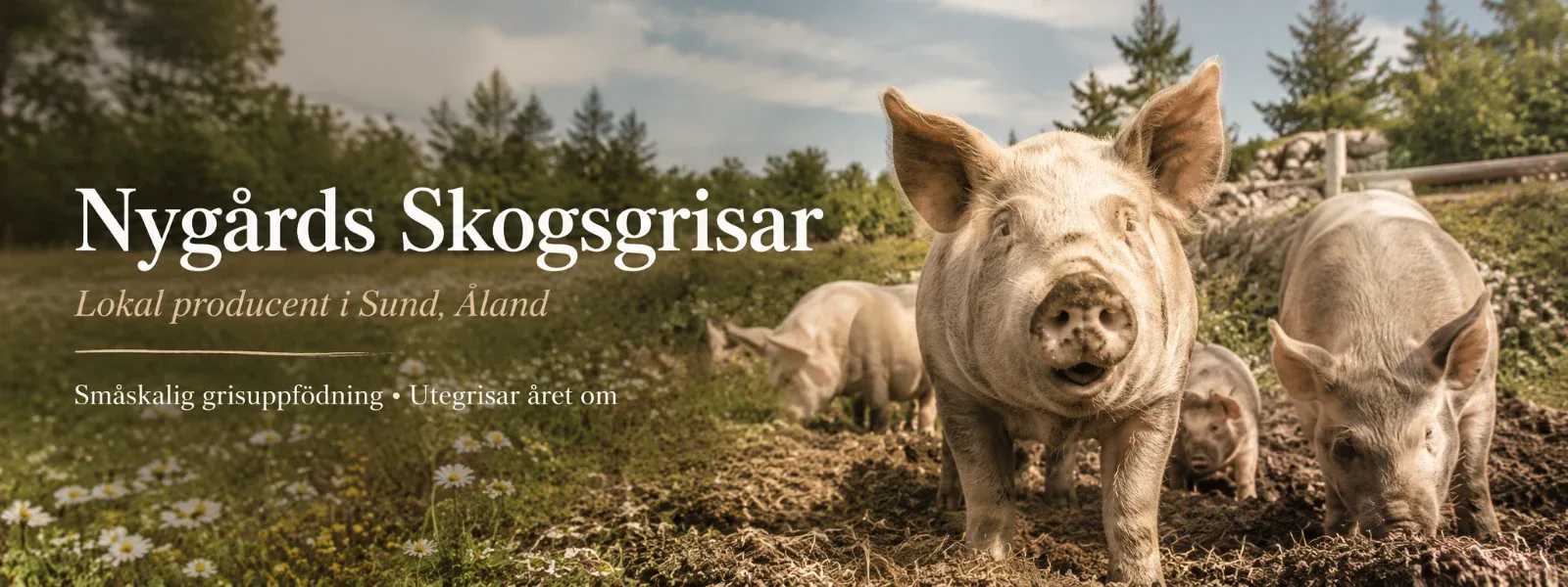 Nygårds Skogsgrisar esittelykuva